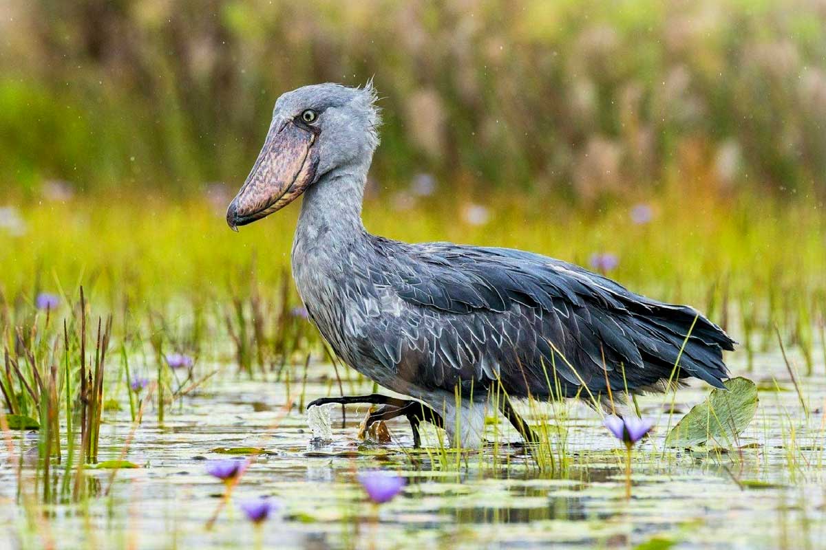 Shoebill tours mabamba Shoebill tours, Mabamba, Kampala , Entebbe Uganda