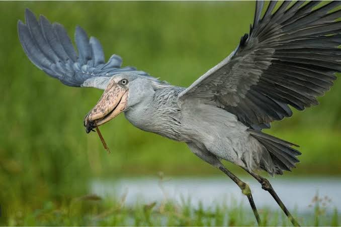 Shoebill tours, Mabamba, Kampala , Entebbe Uganda Shoebill tours, Mabamba, Kampala , Entebbe Uganda